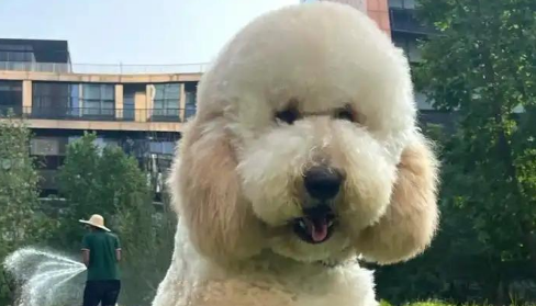 30公斤贵宾犬未拴绳，吓倒路人致九级伤残，主人赔28万