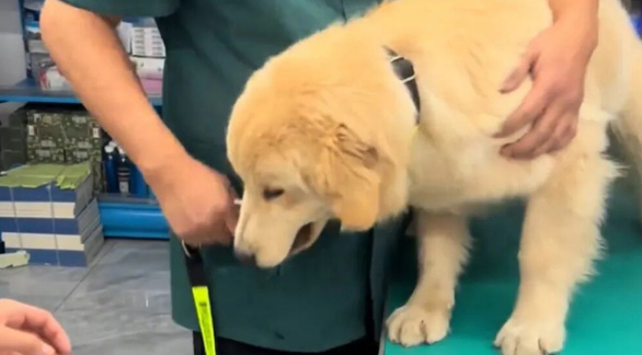 金毛走路总瘸腿,主人请来神医治疗,正骨后健步如飞 金毛走路总瘸腿,主人请来神医治疗,正骨后健步如飞