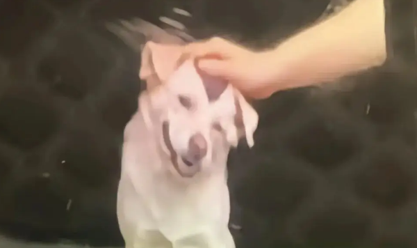 网友通过全息投影仪重新摸到了去世的毛孩子……