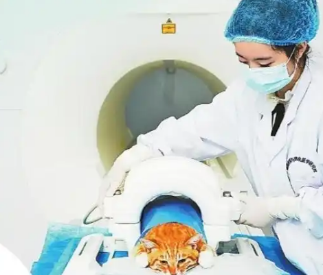 “它经济”崛起,江西宠物经济如何“出圈”? “它经济”崛起,江西宠物经济如何“出圈”?