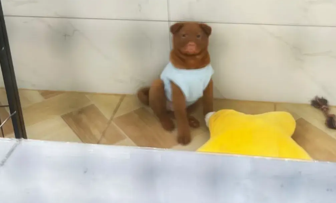 养了一只土松，发到网上去网友差点没笑死：这狗子看上去就很犟！