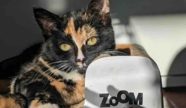 奄奄一息的小可怜,竟逆袭成为喵女王,这就是爱的奇迹 奄奄一息的小可怜,竟逆袭成为喵女王,这就是爱的奇迹