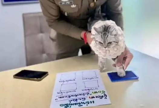 又萌又凶,泰国猫咪连环袭警被捕,拍入案照时满脸写着不服 又萌又凶,泰国猫咪连环袭警被捕,拍入案照时满脸写着不服