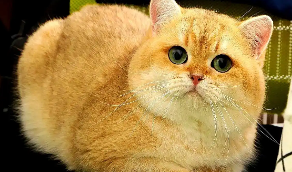 金渐层有6个好处，为何养过的主人，再也不愿换其它猫咪