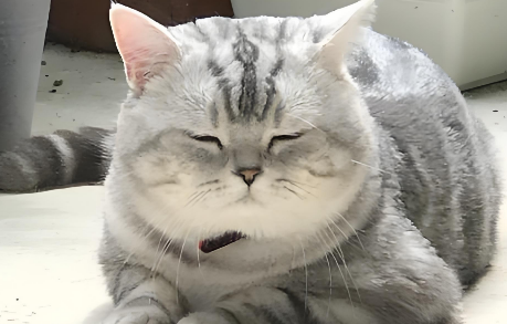 猫眼睛睁不开是怎么回事 猫眼睛睁不开是怎么回事