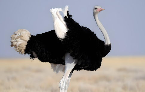 买鸵鸟多少钱一只