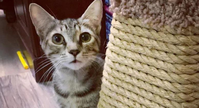 被遗忘的小猫，用800天的等待，终于等到了自己的天命人