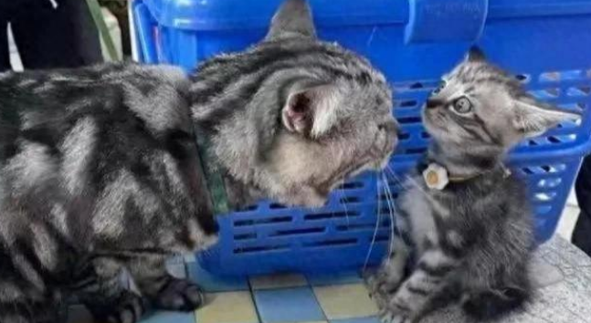 猫咪首次与猫爸见面，双双陷入疑惑模式，小猫有点懵：你谁呀？