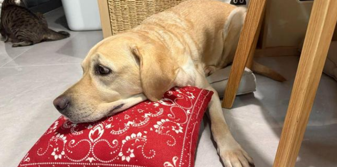 饿猫搭档馋狗偷吃，听到主人脚步声近，狗子影帝附身瞒天过海