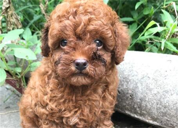 狗犬瘟热症状是咋样的 狗犬瘟热症状是咋样的