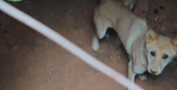 两只狗丢失一个多月后在坑洞找到主人泪奔相见