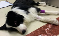 狗狗拉果冻状粪便怎么回事