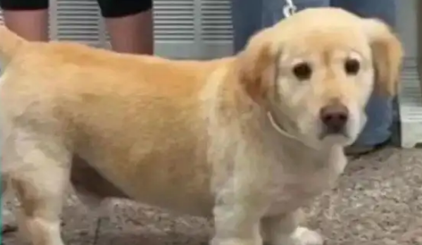 逛超市偶遇一只拉不拉基,超可爱,还穿着堆堆袜 逛超市偶遇一只拉不拉基,超可爱,还穿着堆堆袜