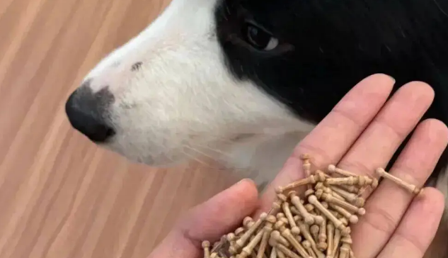 网友家的边牧拆家了,我一看…它是个天才吧! 网友家的边牧拆家了,我一看…它是个天才吧!