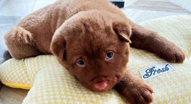 养了一只土松，发到网上去网友差点没笑死：这狗子看上去就很犟！