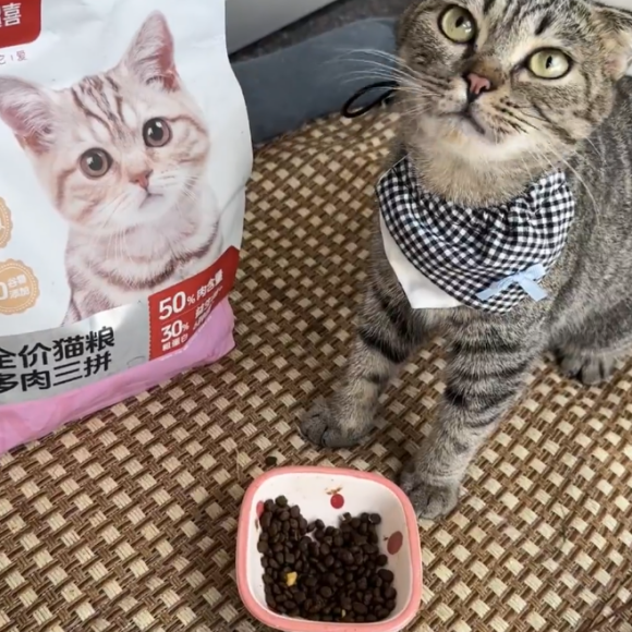 什么猫粮值得反复购买?超喜给猫主子的爱从未改变 什么猫粮值得反复购买?超喜给猫主子的爱从未改变