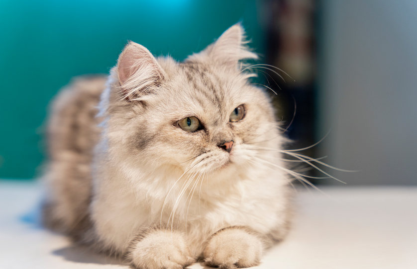 猫咪嘴唇溃疡用什么药效果快