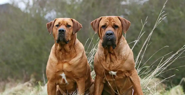 土佐犬多少钱一只？一文详解它是一种什么样的狗