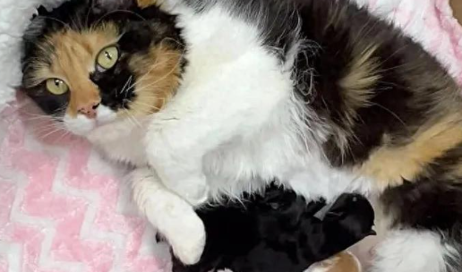 从风餐露宿到儿女绕膝，流浪猫妈妈的逆袭之旅