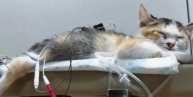 瘫痪小猫被养成“家中小霸王”!攀爬打架样样行 瘫痪小猫被养成“家中小霸王”!攀爬打架样样行