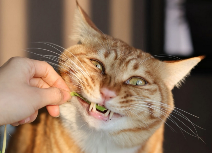 猫咪牙龈红肿怎么回事