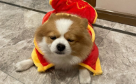 狗狗拉粑粑拉不出来是什么原因