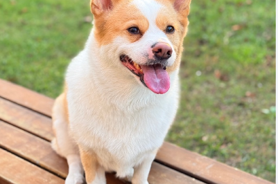 狗前腿关节肿痛怎么办