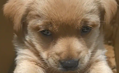 因为女子害怕狗，家里人买了一只怕人的狗