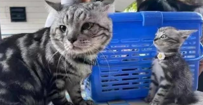 猫咪首次与猫爸见面，双双陷入疑惑模式，小猫有点懵：你谁呀？