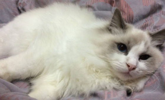 猫咪频繁尿频，可能是尿路感染吗？