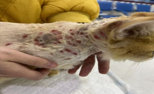 猫咪掉皮屑怎么办? 猫咪掉皮屑怎么办?