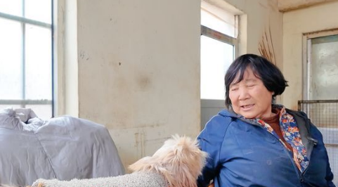 探访济南最大流浪动物基地——3000多只“毛孩子”如何安度寒冬