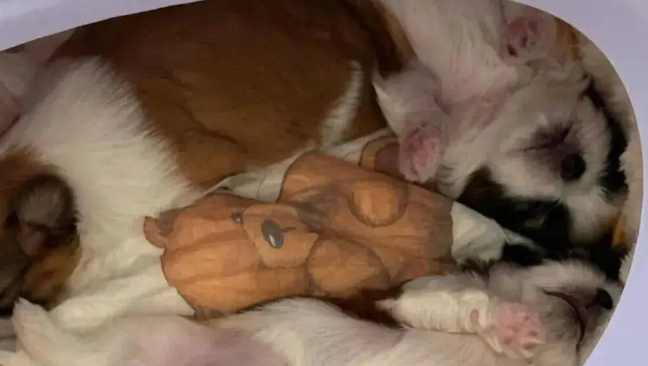 狗狗生了三只宝宝，妹子哭了：没人说带奶狗这么累啊