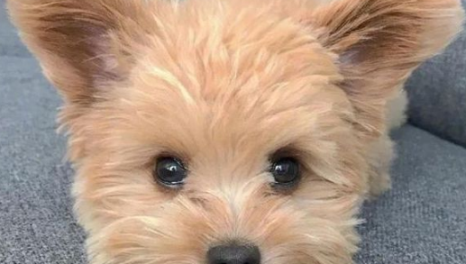 泰迪因“大嗓门”被恶意抛弃,医生收留,一年涨五十万粉丝 泰迪因“大嗓门”被恶意抛弃,医生收留,一年涨五十万粉丝