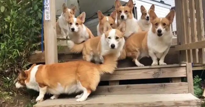 “擦八只脚”养狗梗走红网络，现存宠物相关企业超532万家