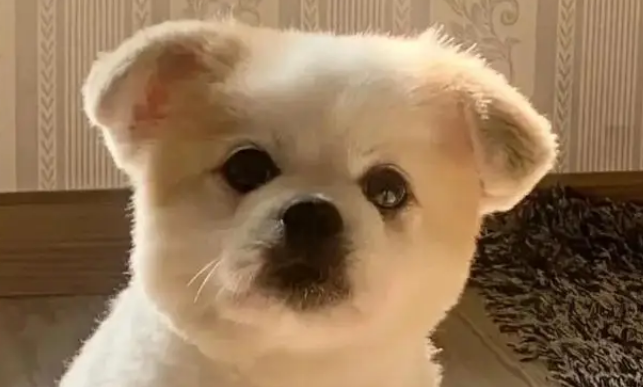 混血土狗凭侧脸走红，主人说正脸一般，网友：你对“一般”有误解