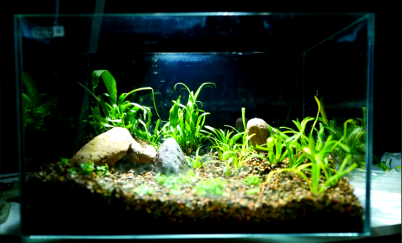 水之国vs传统硝化细菌:多宠家庭长期养鱼哪个更靠谱? 水之国vs传统硝化细菌:多宠家庭长期养鱼哪个更靠谱?