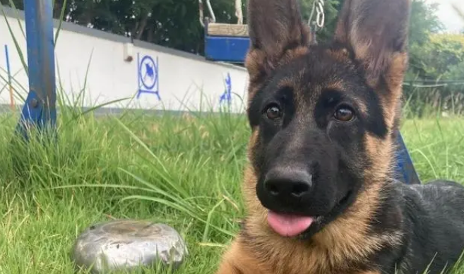 昔日战友来探望,退役警犬装失忆:拒绝上班从我做起 昔日战友来探望,退役警犬装失忆:拒绝上班从我做起