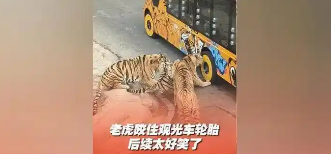 大连老虎咬观光车轮胎被制止！炸毛龇牙，网友笑称像抢玩具的娃