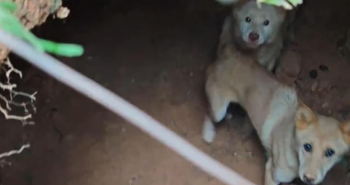 两只狗丢失一个多月后在坑洞找到主人泪奔相见 两只狗丢失一个多月后在坑洞找到主人泪奔相见