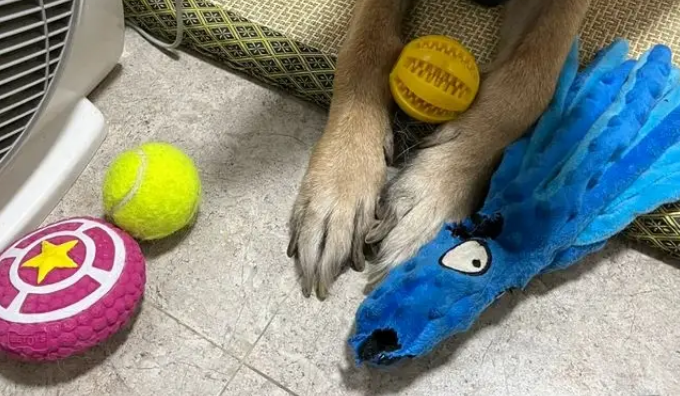 昔日战友来探望,退役警犬装失忆:拒绝上班从我做起 昔日战友来探望,退役警犬装失忆:拒绝上班从我做起
