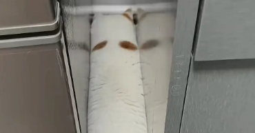 猫咪钻进缝隙，身体变苗条。网友：主要没看过这么长的小猫