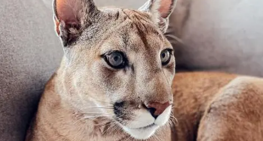 奶奶炫耀“捡了只大猫”，孙子查监控吓到腿软：您管美洲狮叫猫