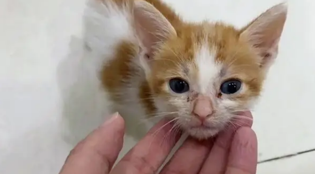 小奶猫被电梯夹断尾巴,呆坐原地不知所措,幸遇路人暖心相救 小奶猫被电梯夹断尾巴,呆坐原地不知所措,幸遇路人暖心相救