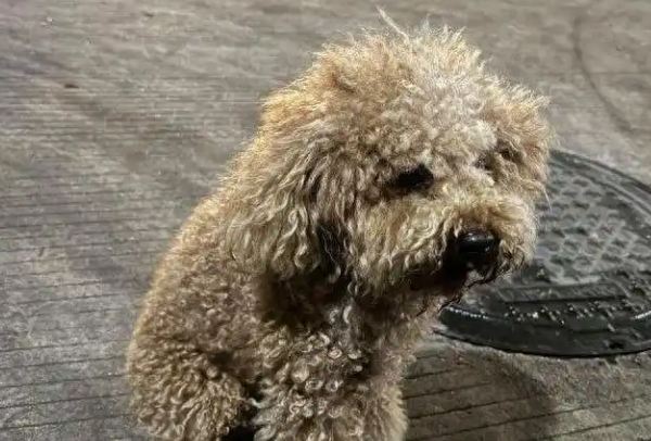 杭州保安一棍打死3月大幼犬,财产罪争议撕裂小区 杭州保安一棍打死3月大幼犬,财产罪争议撕裂小区