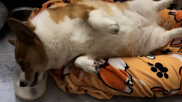 柯基躺在窝里喝牛奶。网友:我当狗估计也这个样子 柯基躺在窝里喝牛奶。网友:我当狗估计也这个样子