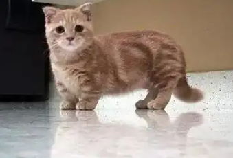 曼基康猫的优缺点:短腿是萌点也是痛点! 曼基康猫的优缺点:短腿是萌点也是痛点!