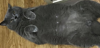 吃毒猫粮会得传腹嘛