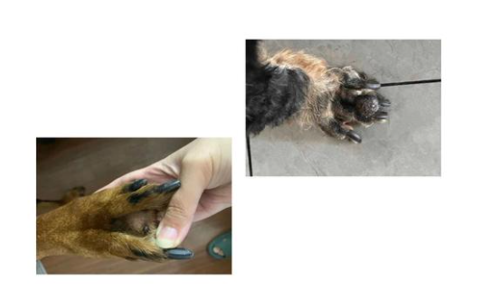 狗狗脚趾黑色部分变大担心黑色素瘤怎么办