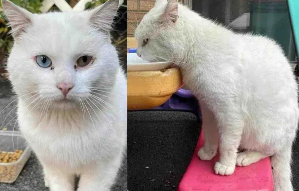 异瞳流浪猫的逆袭：寒冬花园里的奇遇，它用爱点亮了喵生！